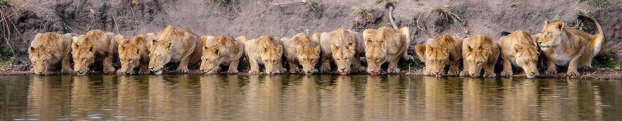 Lions in the Wilds